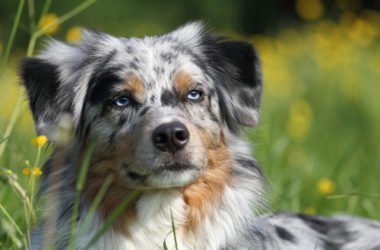 Cane Pastore Australiano o Australian Shepherd: aspetto, cura e carattere