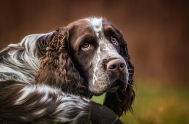 English Springer Spaniel: aspetto, cura e carattere