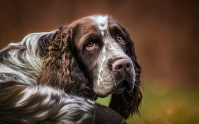 English Springer Spaniel: aspetto, cura e carattere
