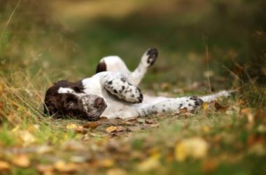 English Springer Spaniel: aspetto, cura e carattere