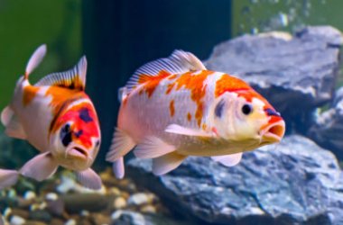 Tutto sulla carpa koi, simbolo di tante virtù nella cultura giapponese
