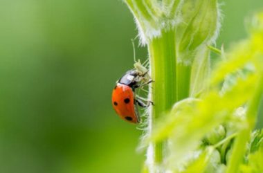 Tutto sulle coccinelle: alcune cose che forse non sapevi