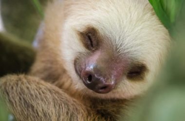 Bradipo: caratteristiche e curiosità sul mammifero “dormiglione”