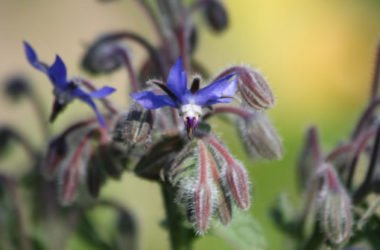 Borragine, tutto su questa pianta perenne dalle molte virtù