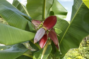Fiori di banano, come usarli in cucina
