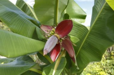 Fiori di banano, come usarli in cucina
