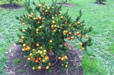 Tutto sul chinotto: proprietà, benefici e ricette