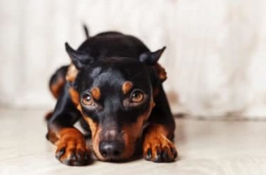 Pinscher nano, aspetto, cura e carattere