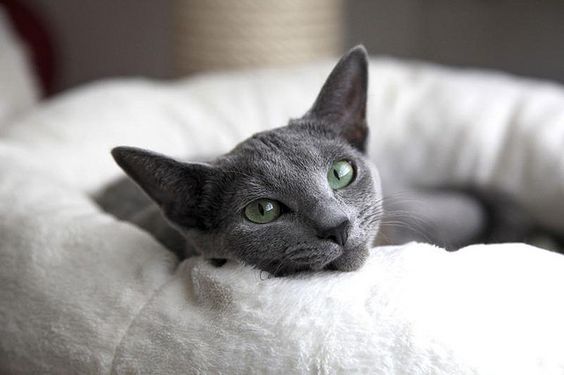 gatto blu di russia carattere