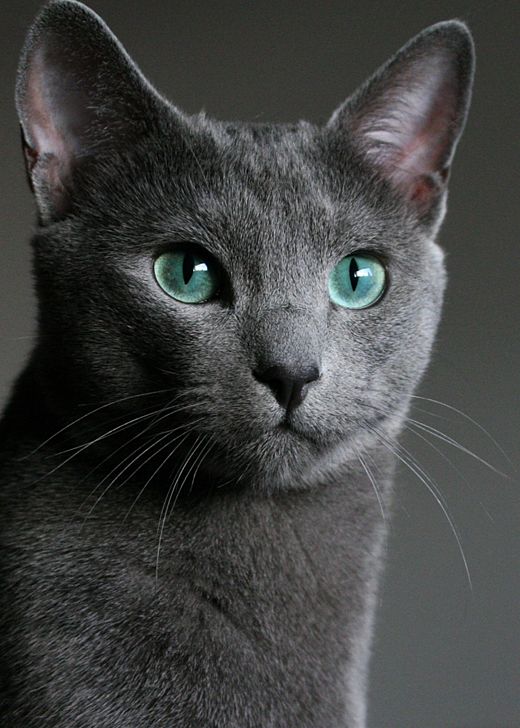 gatto blu di russia aspetto