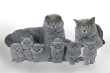 Gatto Scottish Fold, aspetto, carattere e prezzo