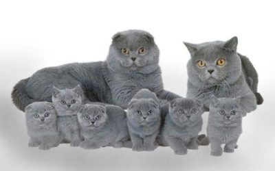 Gatto Scottish Fold, aspetto, carattere e prezzo