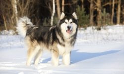 Alaskan Malamute: aspetto, carattere e cura