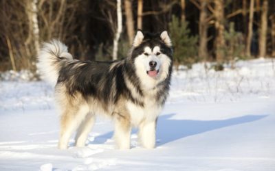 Alaskan Malamute: aspetto, carattere e cura