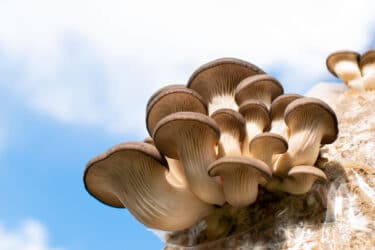 Funghi pleurotus, proprietà e ricette