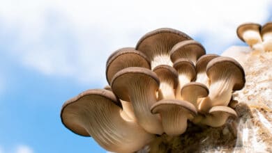 funghi pleurotus