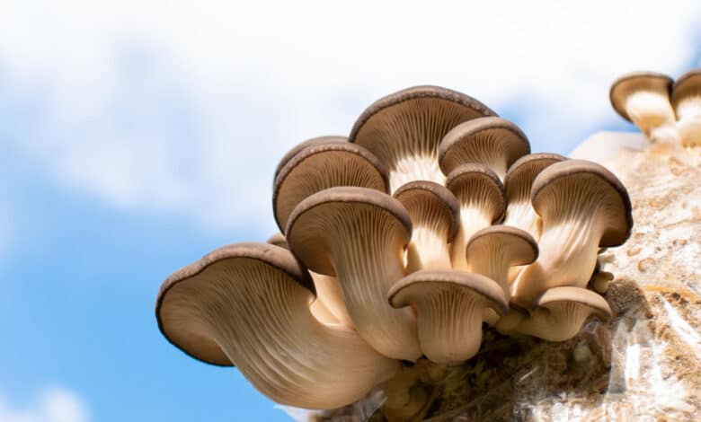 funghi pleurotus