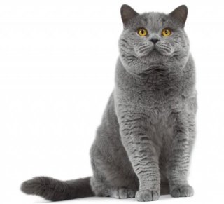 british-shorthair