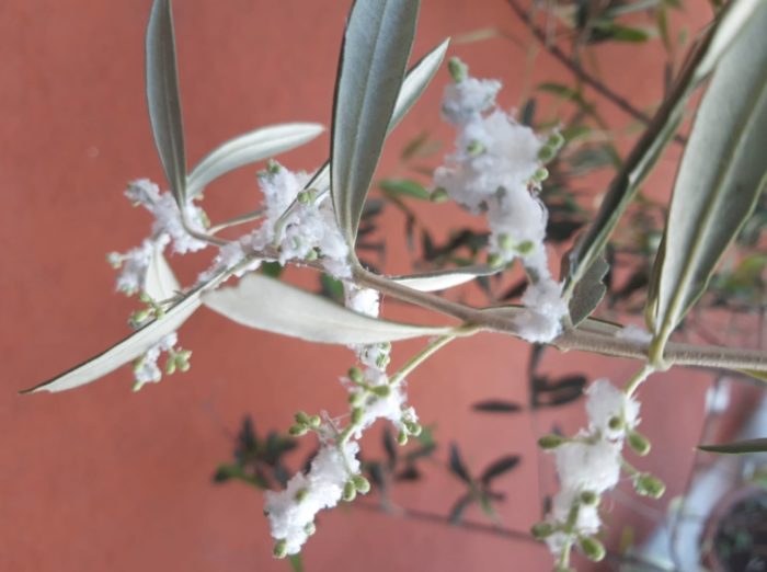 Cocciniglia Cos E Come Si Elimina Questo Pericoloso Parassita