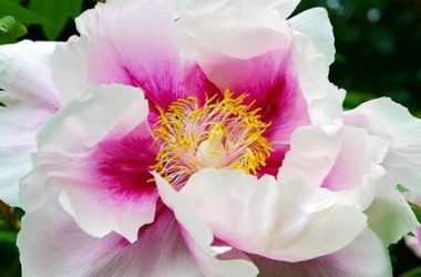 Peonia: consigli per cura e coltivazione