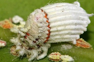 Cocciniglia: cos’è e come si elimina