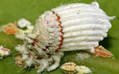 Cocciniglia: cos’è e come si elimina
