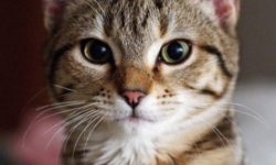 Gatto europeo, carattere, educazione e prezzo