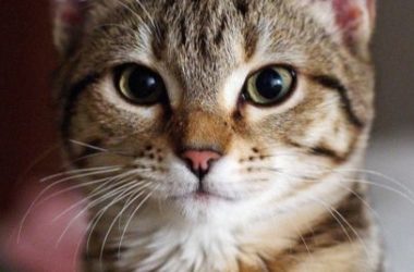 Gatto europeo, carattere, educazione e prezzo