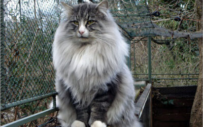 Gatto delle foreste norvegesi, caratteristiche e curiosità
