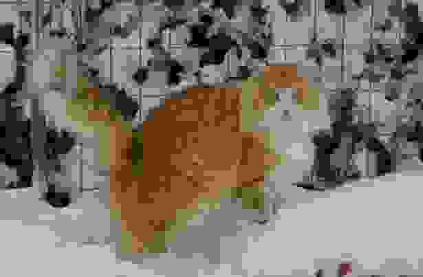 Gatto delle foreste norvegesi