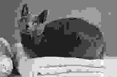 Gatto blu di Russia, carattere, educazione e prezzo