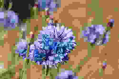 fiordaliso