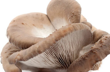 Funghi pleurotus, proprietà e ricette