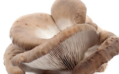 Funghi pleurotus, proprietà e ricette
