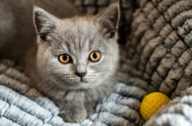 Tutto sul gatto British Shorthair, il gatto più popolare in Gran Bretagna