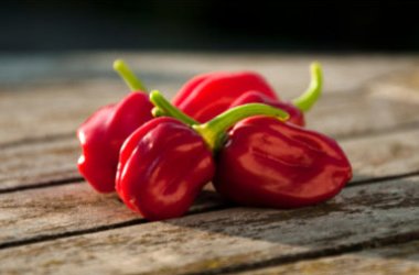 Il peperoncino habanero: piccante e ricco di proprietà benefiche