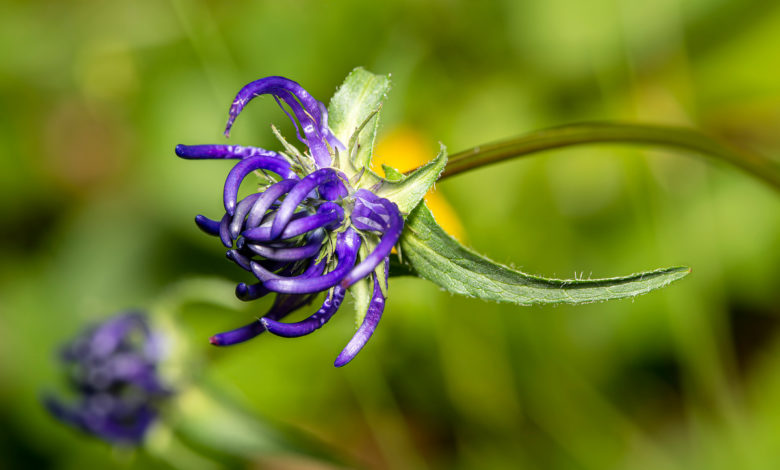 artiglio del diavolo