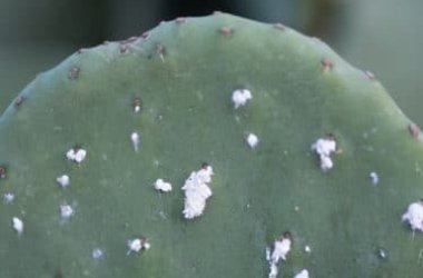 Cocciniglia, un nemico delle piante di orto e balcone da conoscere