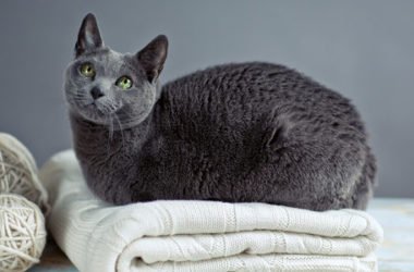 Gatto blu di Russia, carattere, educazione e prezzo