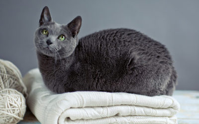 Gatto blu di Russia, carattere, educazione e prezzo