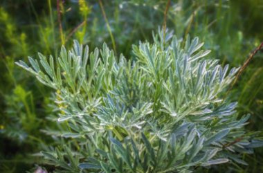 Tutto sull’artemisia, un’erba amica delle donne