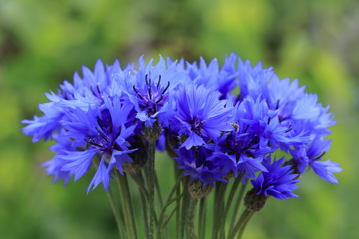 fiordaliso