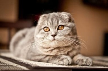 Les secrets du chat Scottish Fold, le chat aux oreilles repliées caractéristiques