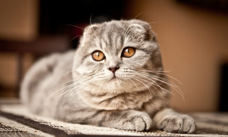 gatto scottish fold