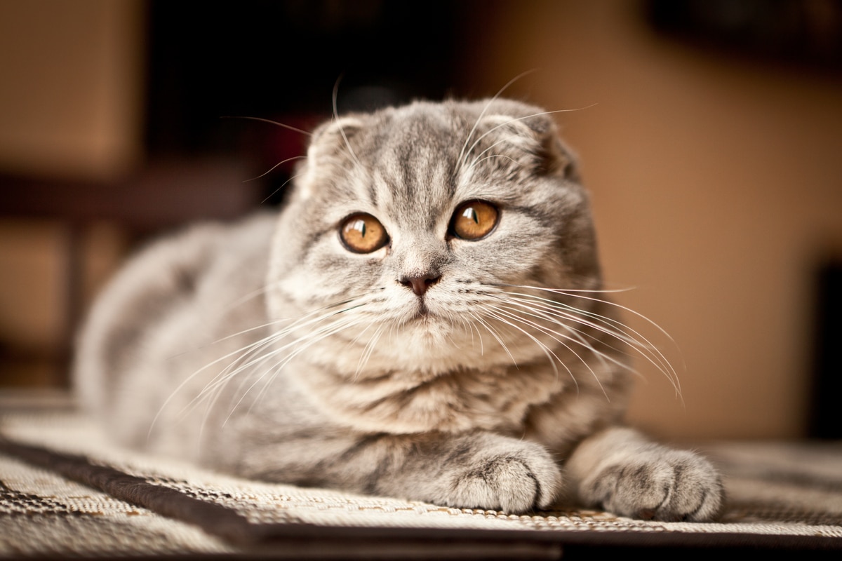 Il gatto russo con la coda a pon-pon: cinque cose da sapere sul