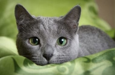 Tout sur le chat bleu russe, un chat élégant qui aime la vie en appartement