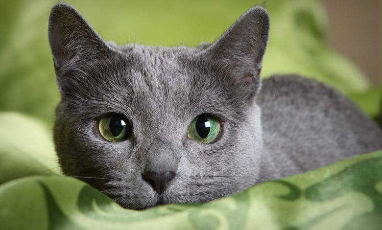 gatto blu di russia