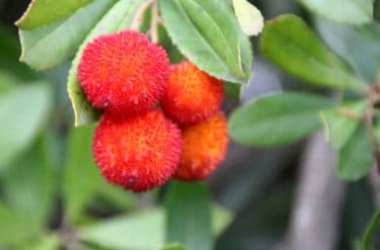Il corbezzolo, un frutto della nostra tradizione da riscoprire