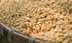Caffè verde proprietà e come si utilizza