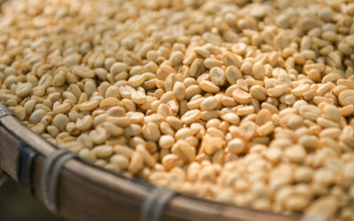 Caffè verde proprietà e come si utilizza